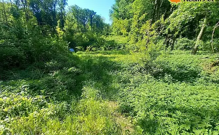 Prodej lesa 6 415 m², Diváky, okres Břeclav