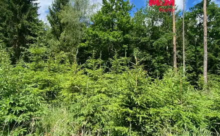 Prodej lesa 1 272 m², Slabčice - Nemějice, okres Písek