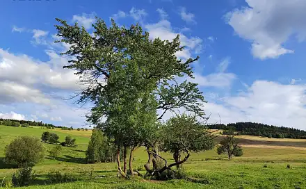 Prodej stavebního pozemku 1 039 m², Malá Morava, okres Šumperk