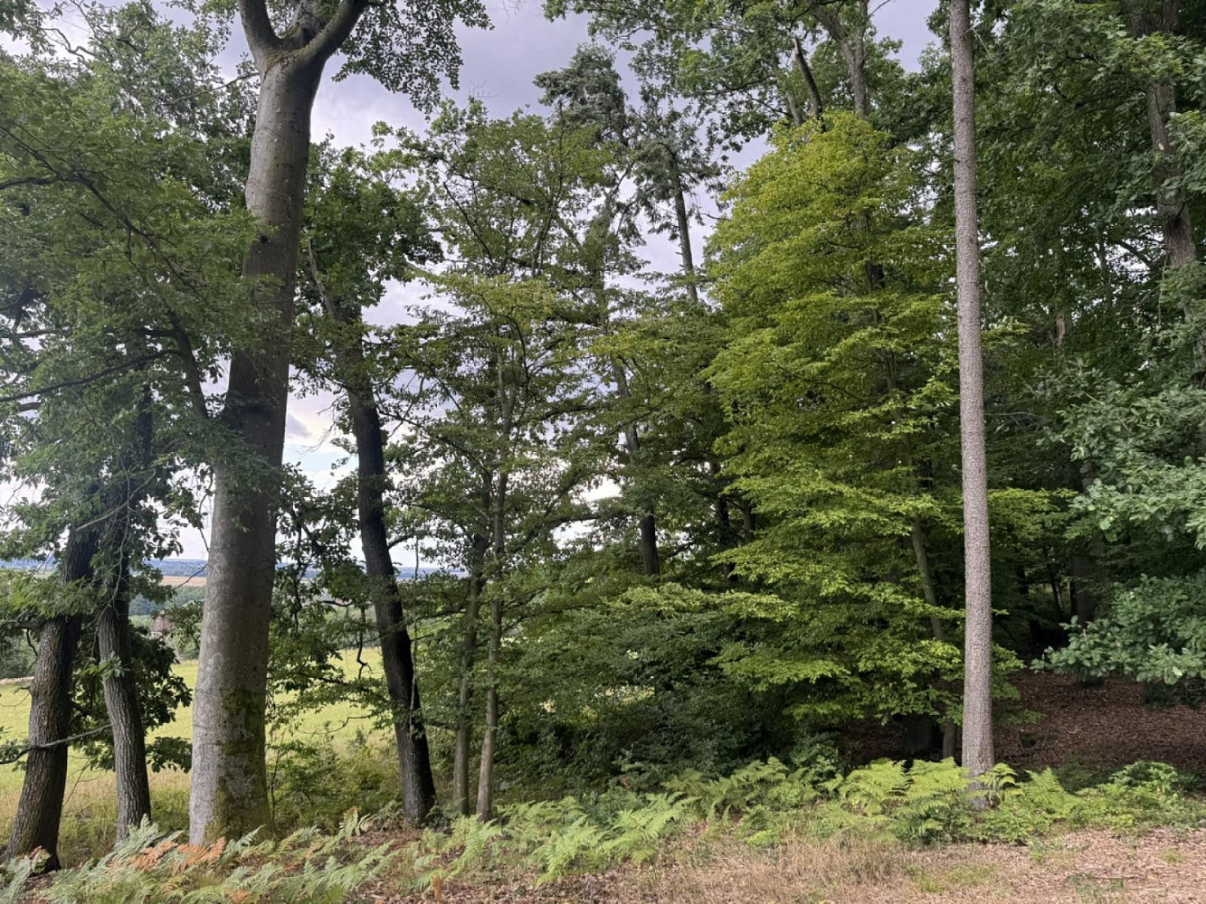 Prodej lesa 9 837 m² – fotografie 2