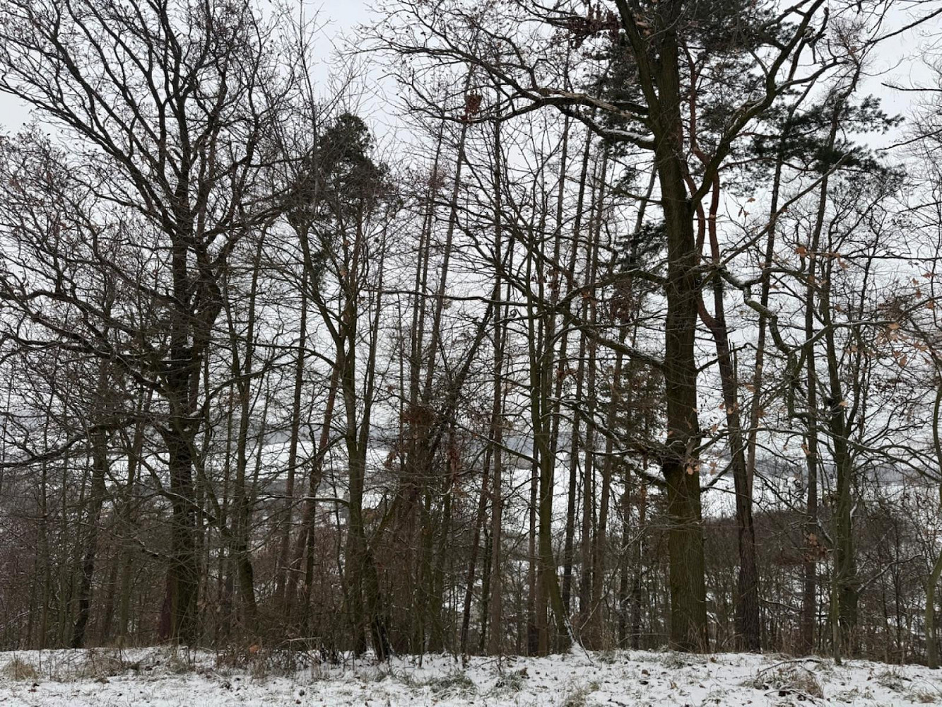 Prodej lesa 4 749 m²