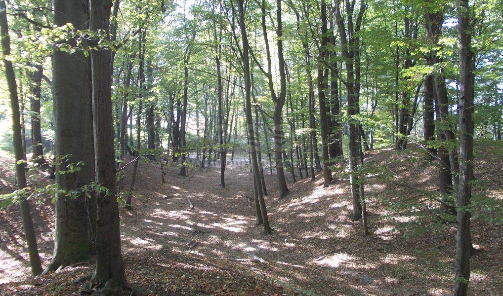 Prodej lesa 18 338 m², Ostrava – náhled fotky 9