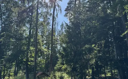 Prodej lesa 21 583 m², Jestřebí - Drnovice