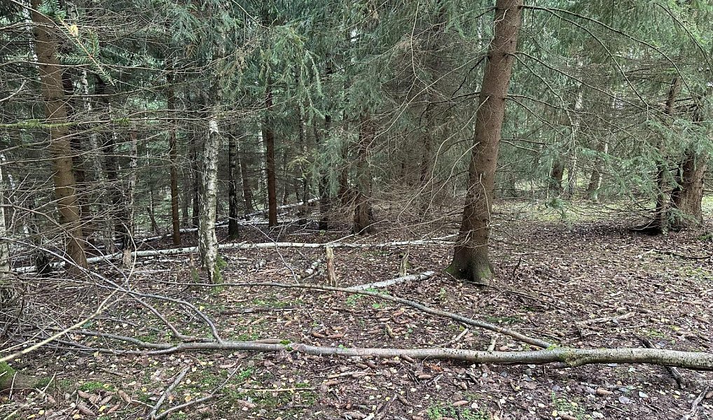 Prodej lesa 15 992 m², Železný Brod – náhled fotky 3