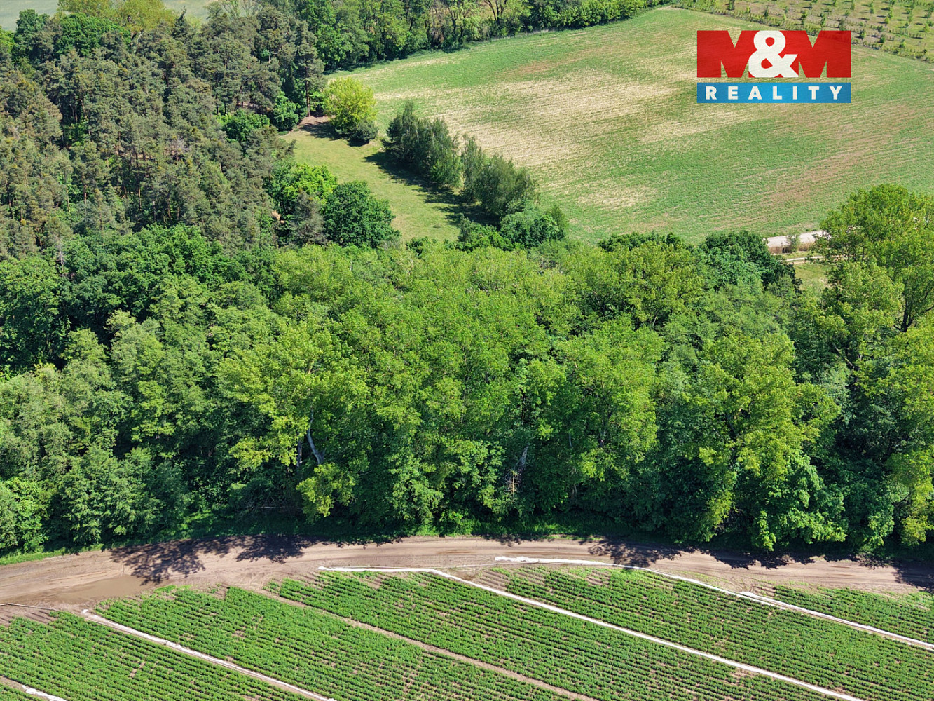Prodej lesa 5 227 m² – fotografie 3
