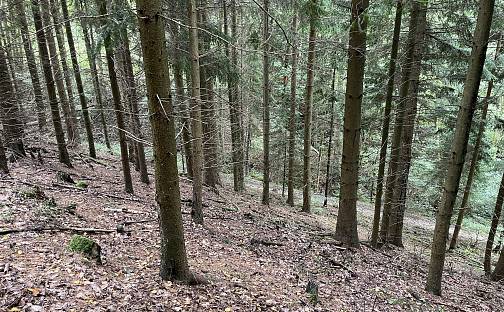 Prodej lesa 3 816 m², Záhoří - Smrčí, okres Semily