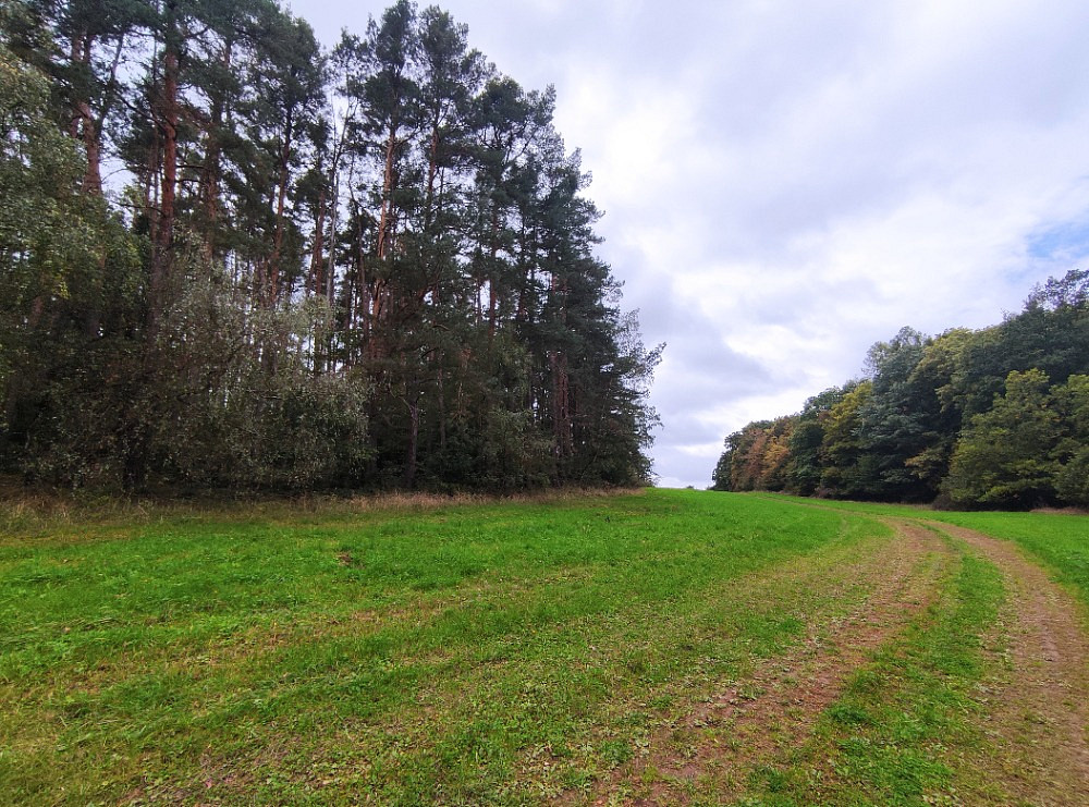 Prodej lesa 14 980 m² – pohled 4
