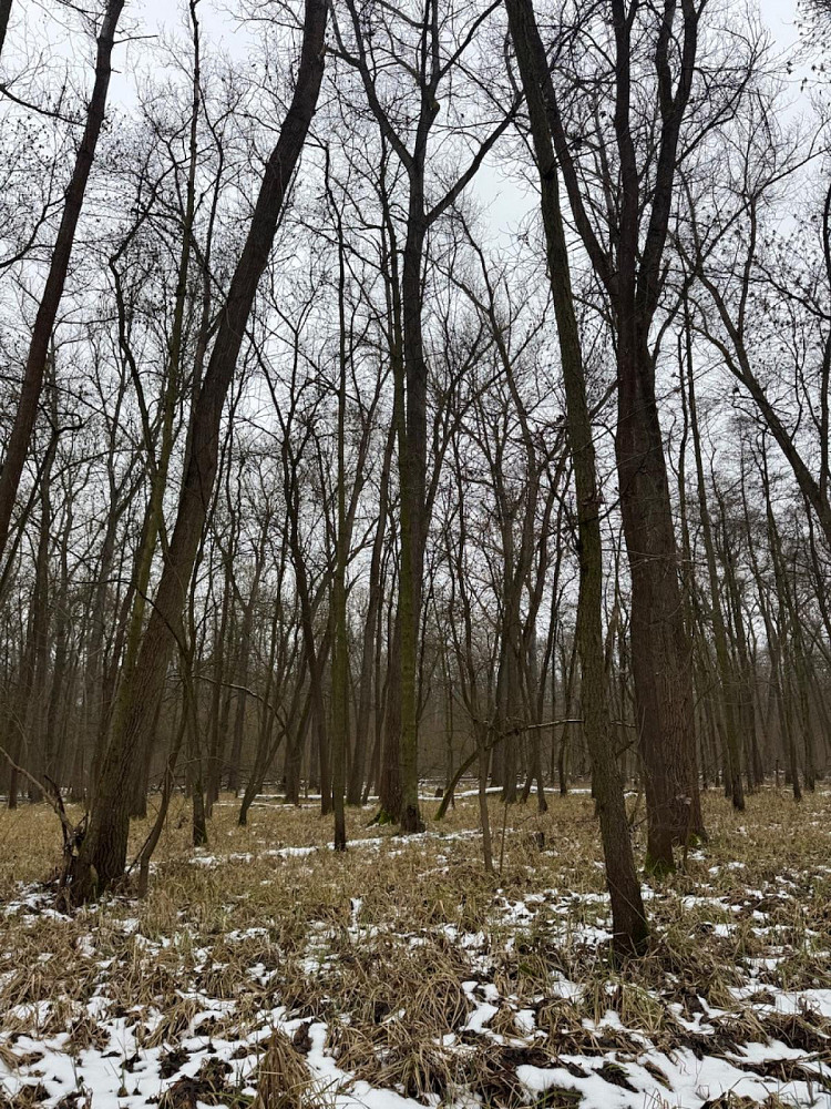 Prodej lesa 2 268 m²