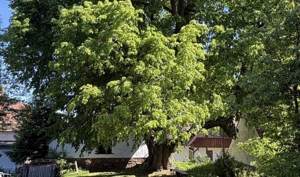 Prodej domu 200 m² s pozemkem 1 967 m², Strašín – náhled fotky 31