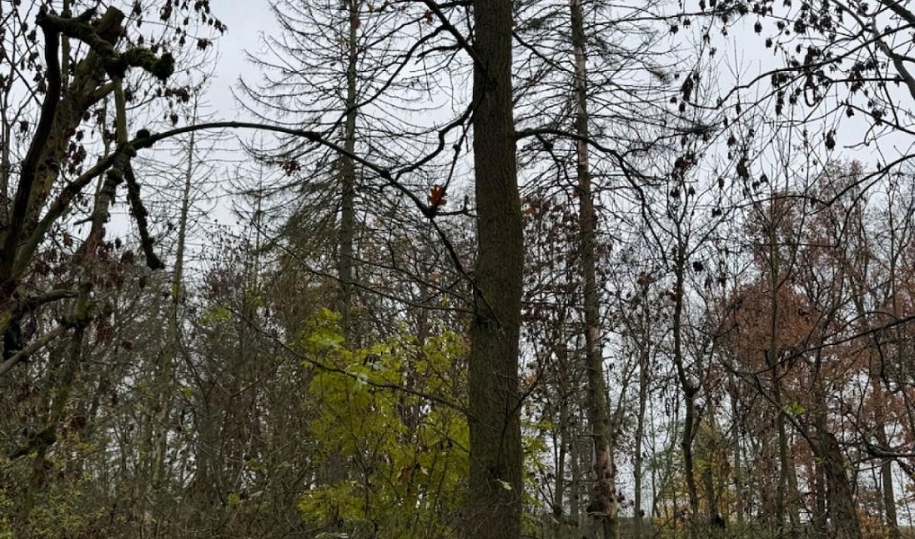 Prodej lesa 3 833 m², Boreč – náhled fotky 2