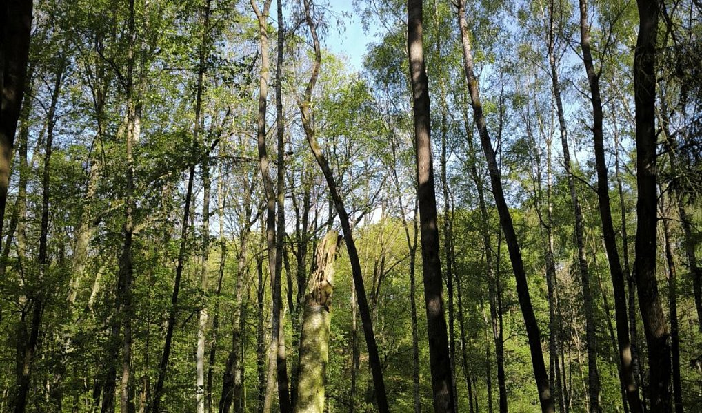 Prodej lesa 5 226 m², Nebužely – náhled fotky 4