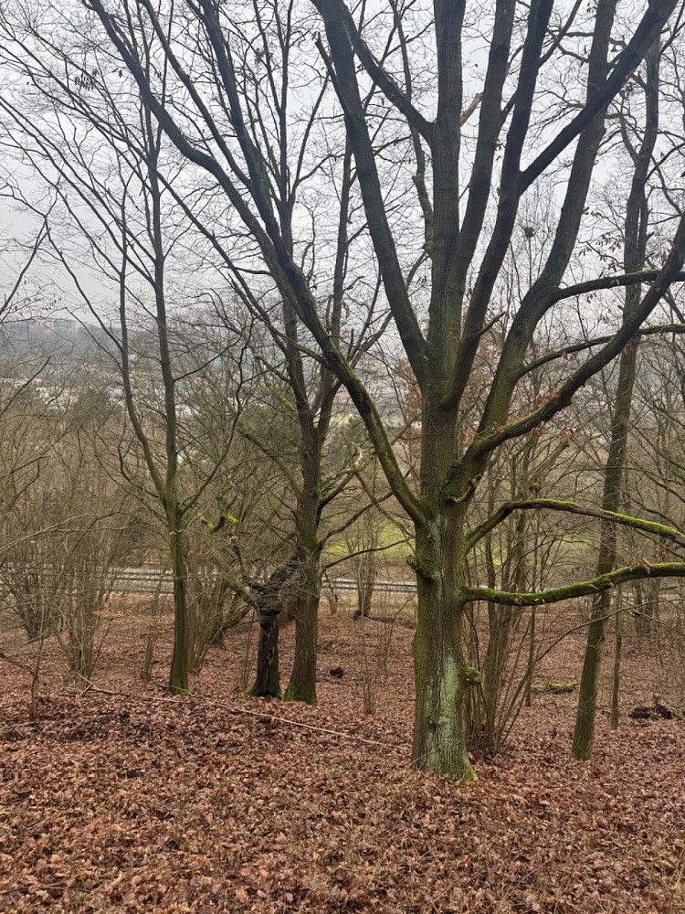 Prodej lesa 26 951 m²