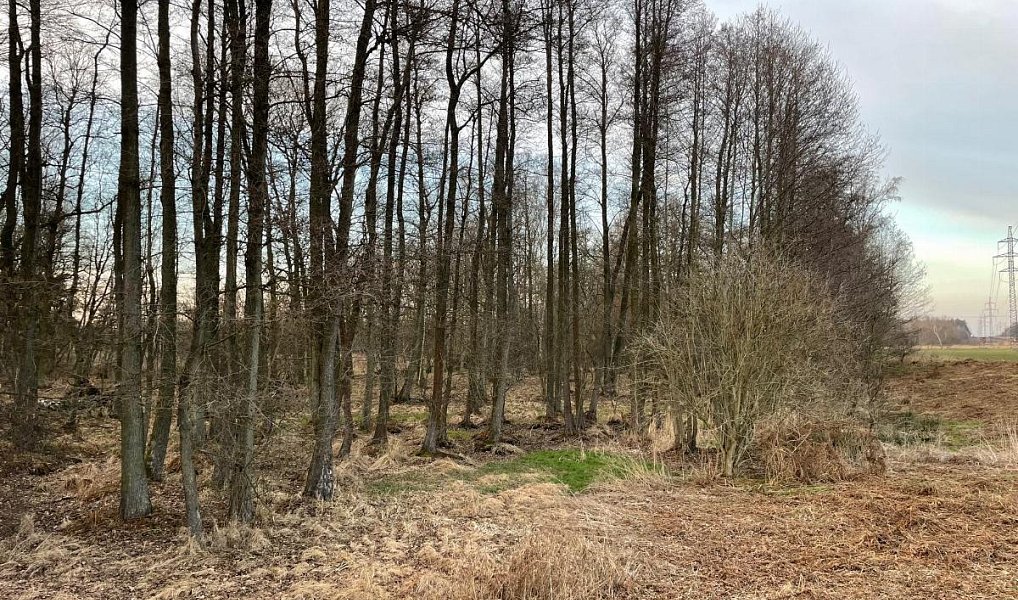 Prodej pozemku 3 460 m², Černá u Bohdanče – náhled fotky 5