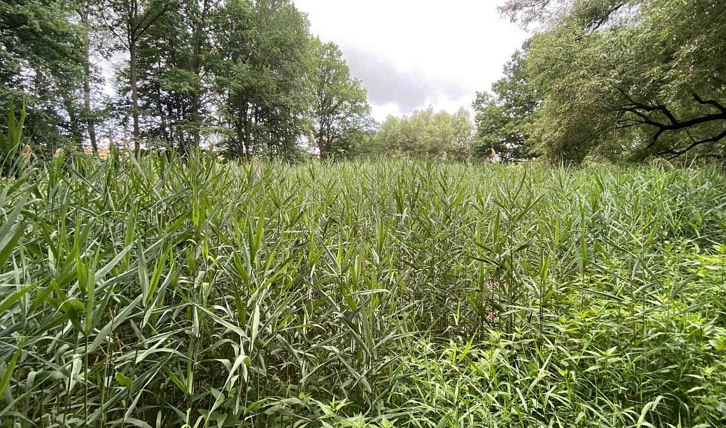 Prodej louky 4 246 m², Nové Hrady – náhled fotky 11