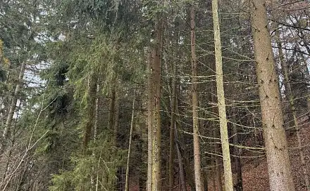 Prodej lesa 8 606 m², Luká - Dražovice