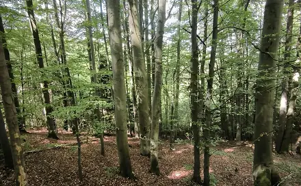 Prodej lesa 21 241 m², Nový Hrozenkov - Velešovice