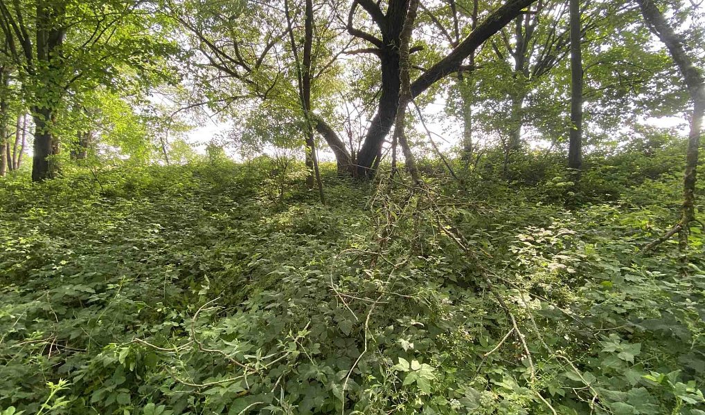 Prodej stavebního pozemku 974 m², Nové Hrady – náhled fotky 5