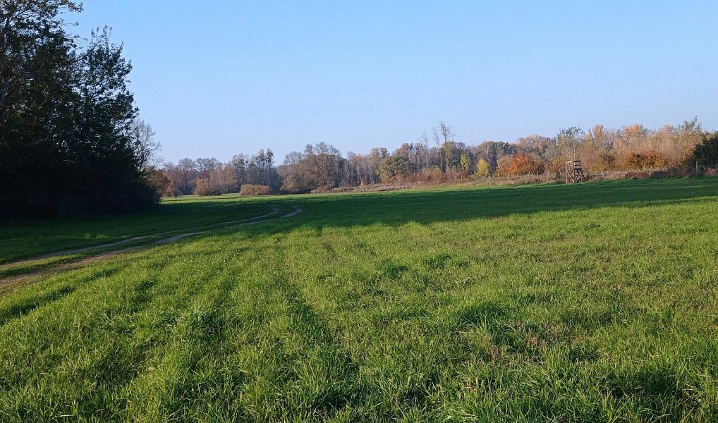 Prodej louky 5 838 m², Bulhary – náhled fotky 8