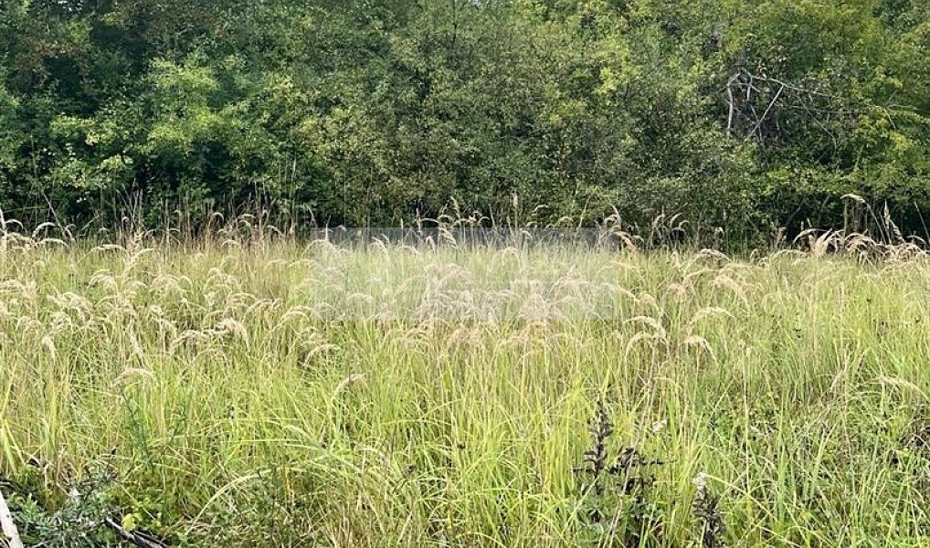 Prodej pozemku 11 900 m², Velké Všelisy – náhled fotky 23