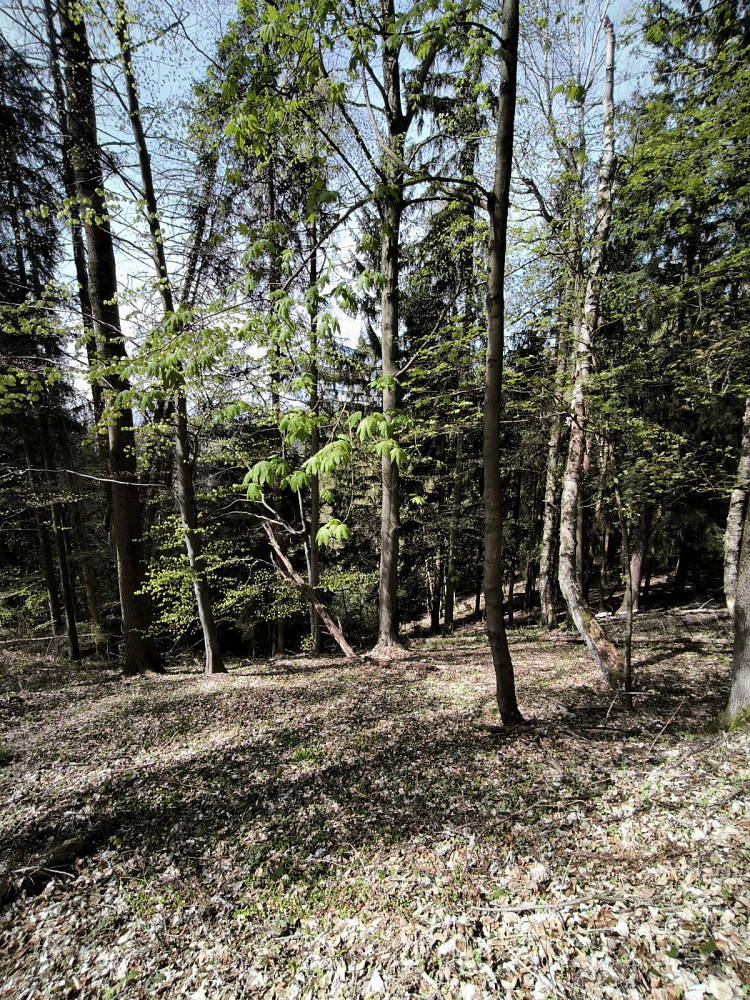 Prodej lesa 12 043 m² – fotografie 2