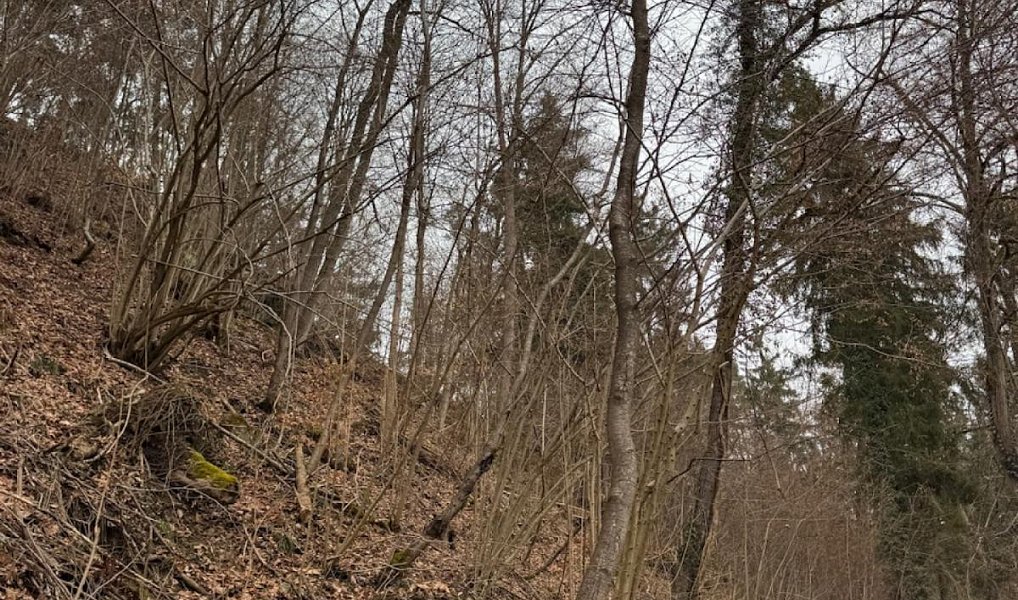 Prodej lesa 2 337 m², Zlatá Koruna – náhled fotky 4