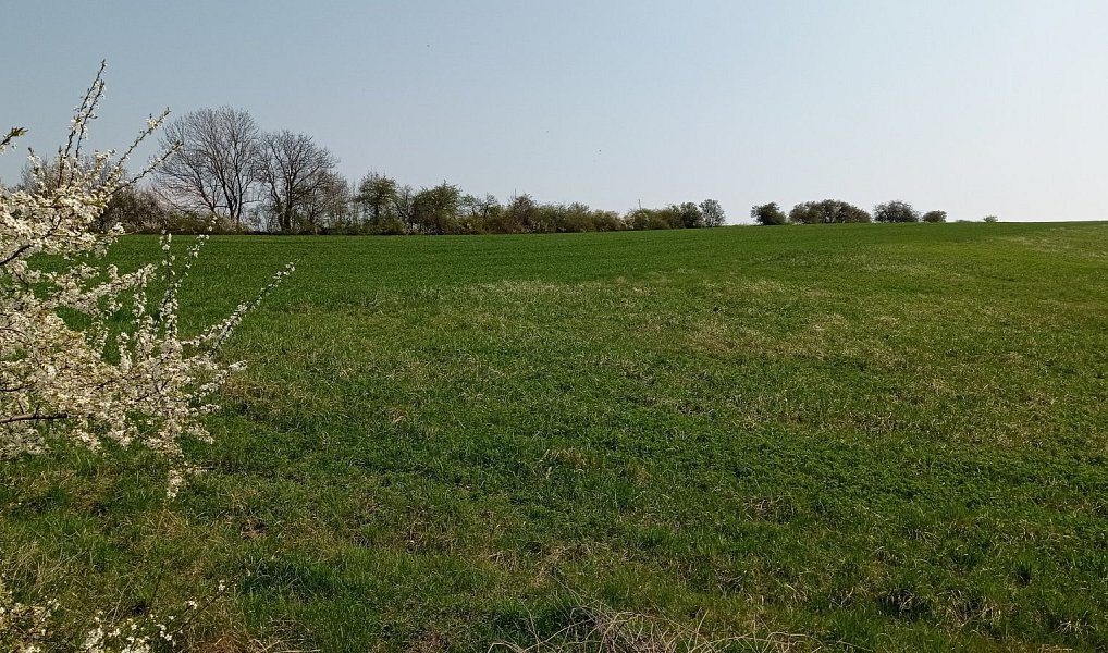 Prodej pozemku 6 023 m², Velké Němčice – náhled fotky 4