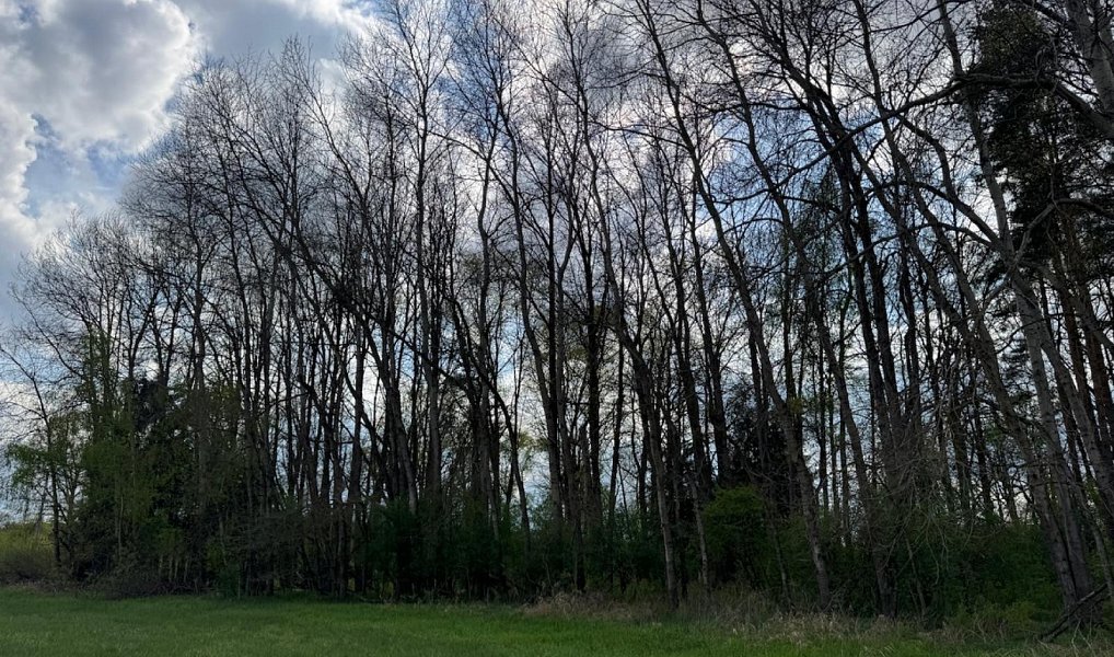 Prodej pozemku 14 477 m², Novosedly nad Nežárkou – náhled fotky 3