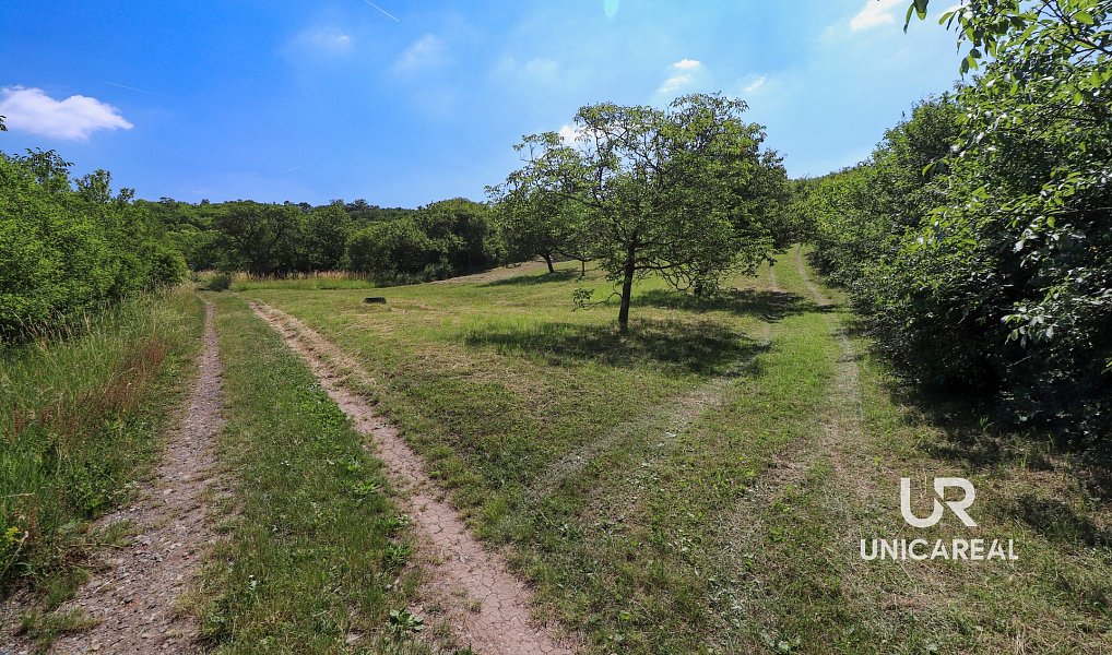 Prodej pole 3 851 m², Židlochovice – náhled fotky 4