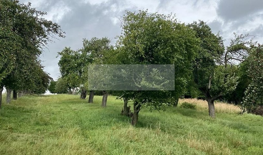 Prodej pozemku 11 900 m², Velké Všelisy – náhled fotky 20