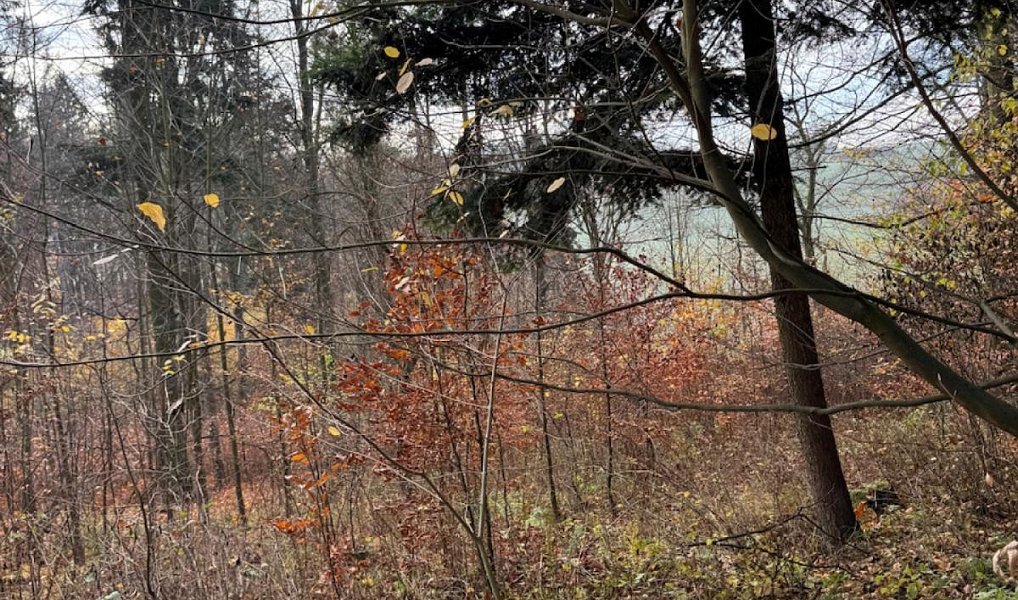 Prodej lesa 9 585 m², Dzbel – náhled fotky 8