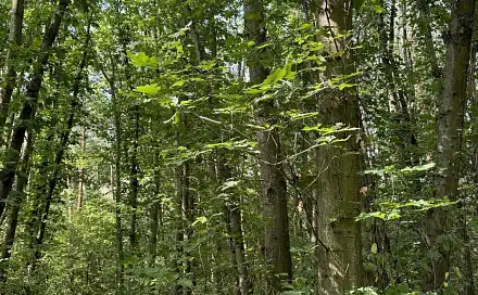 Prodej lesa 9 649 m², Staré Hradiště - Nýřany