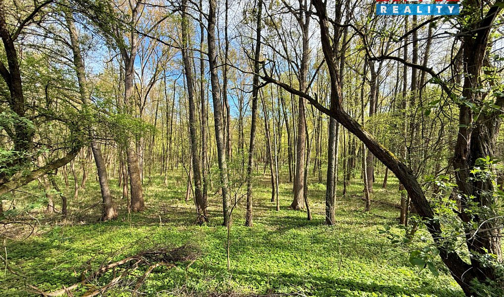 Prodej lesa 70 048 m², Přerov nad Labem – náhled fotky 5