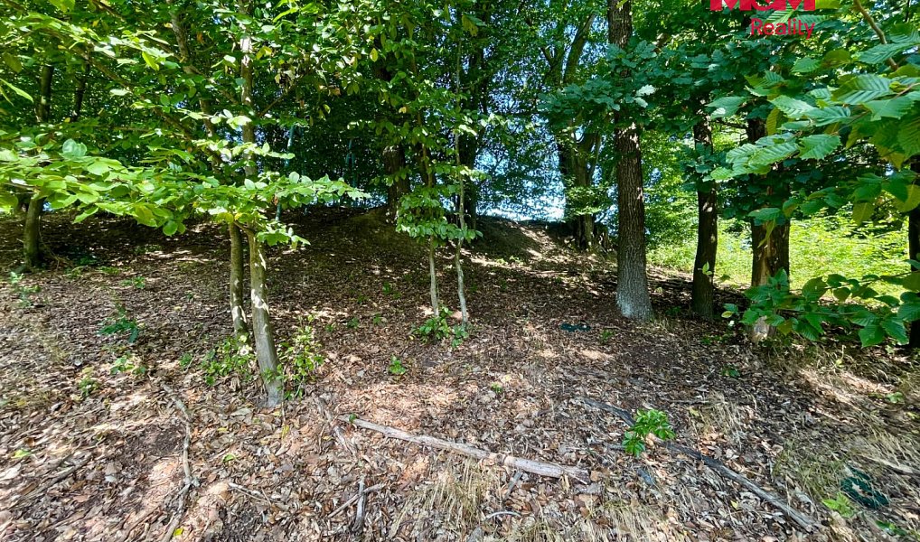 Prodej lesa 5 050 m², Hranice – náhled fotky 4