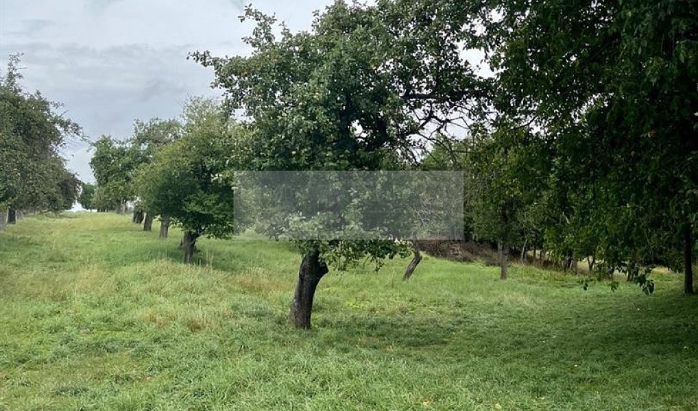 Prodej pozemku 11 900 m², Velké Všelisy – náhled fotky 11