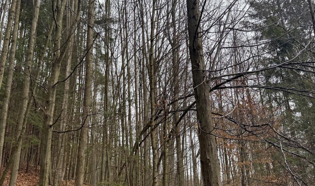 Prodej lesa 16 650 m², Zděchov – náhled fotky 9