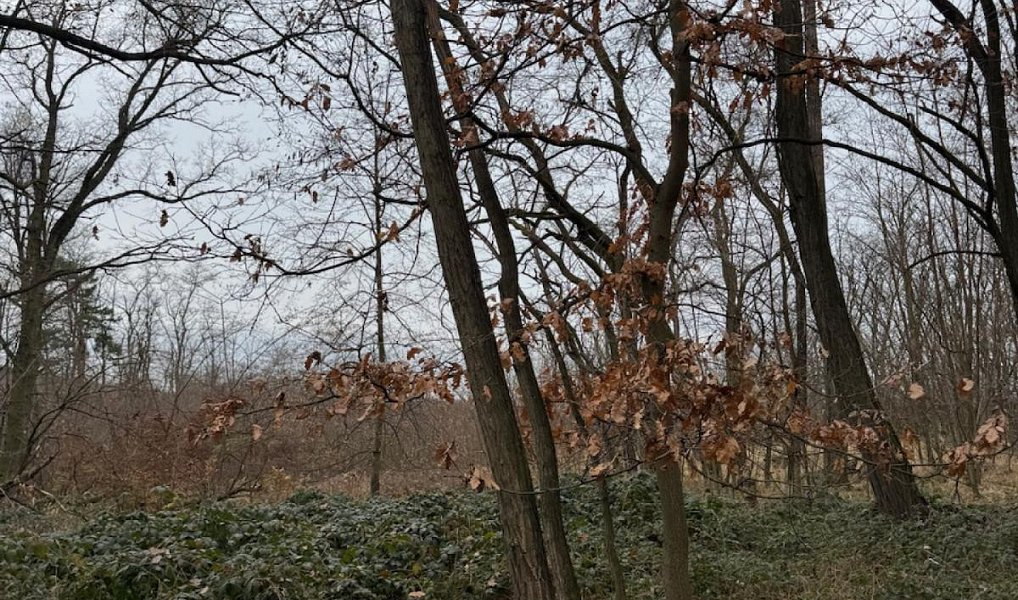 Prodej lesa 6 189 m², Lesonice – náhled fotky 7