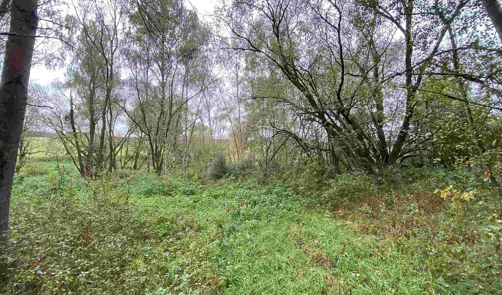 Prodej pozemku 10 042 m², Horní Dvořiště – náhled fotky 2