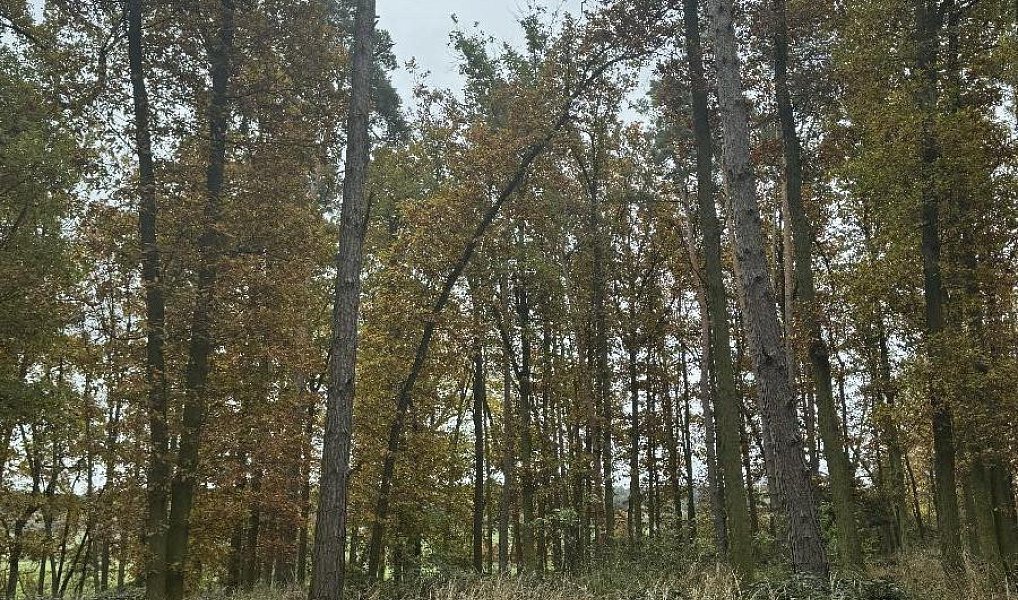 Prodej pozemku 43 384 m², Dolní Lukavice – náhled fotky 10