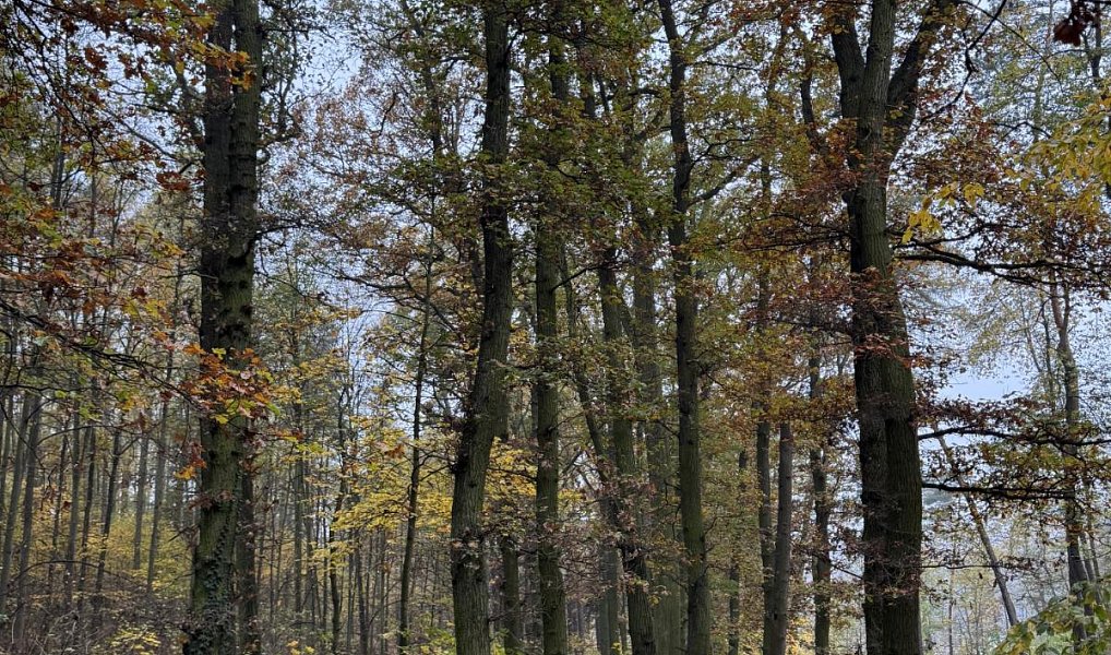 Prodej pozemku 14 747 m², Průhonice – náhled fotky 13