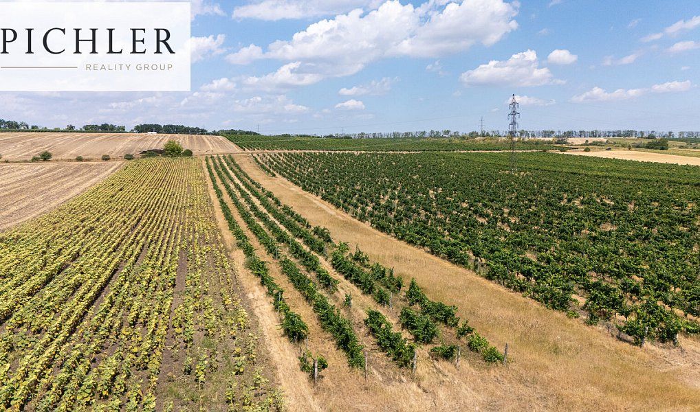Prodej pozemku 24 332 m², Sedlec – náhled fotky 10
