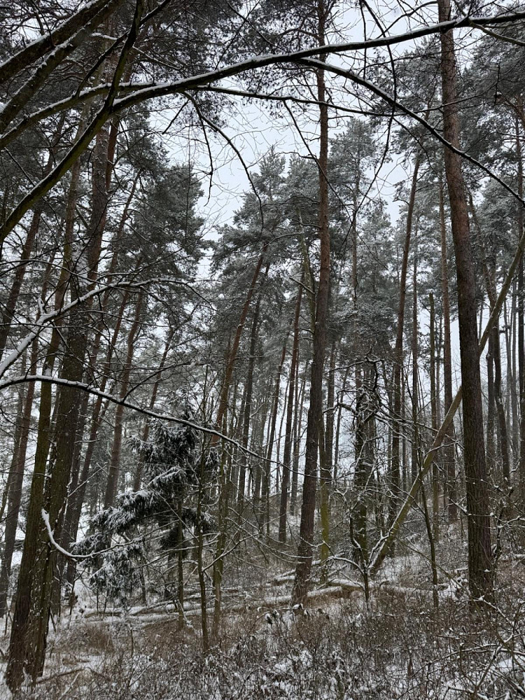 Prodej lesa 2 590 m² – další