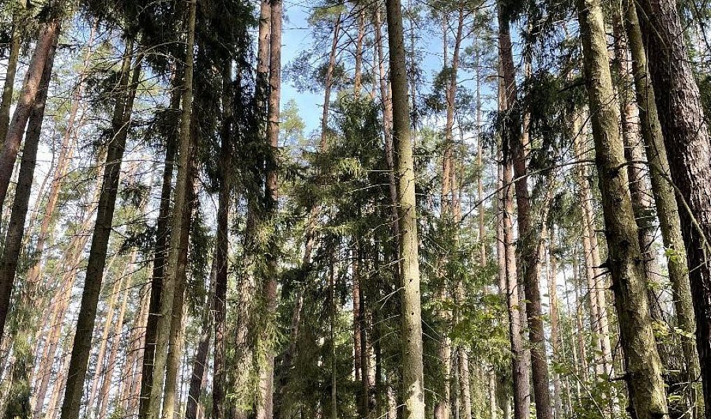 Prodej pozemku 3 510 m², Drahov – náhled fotky 12