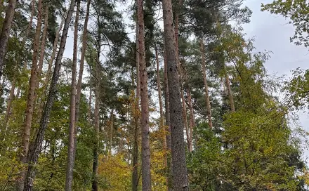 Prodej lesa 1 818 m², Kanice - Veselé