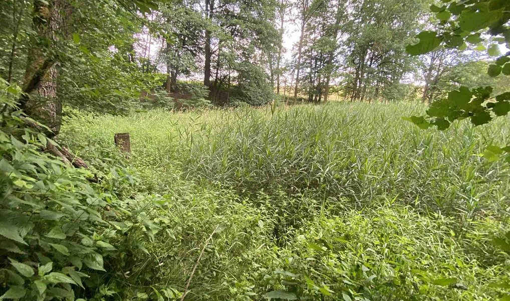 Prodej louky 4 246 m², Nové Hrady – náhled fotky 8