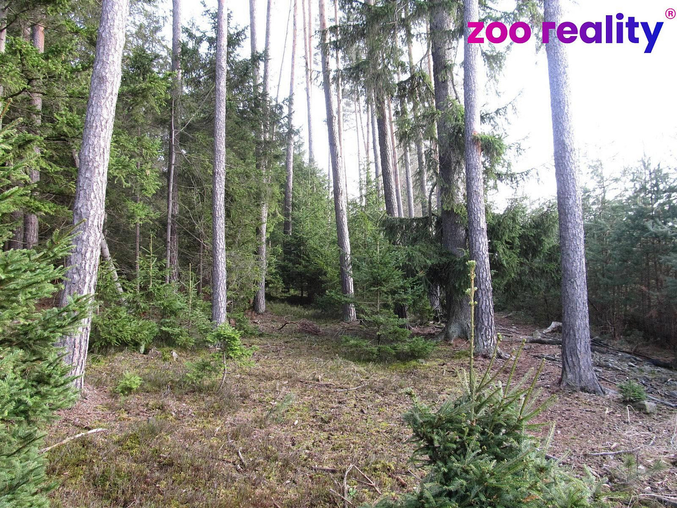 Prodej lesa 4 056 m² – fotografie 4