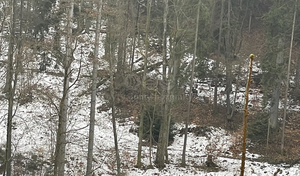 Prodej lesa 12 219 m², Záhoří – náhled fotky 4