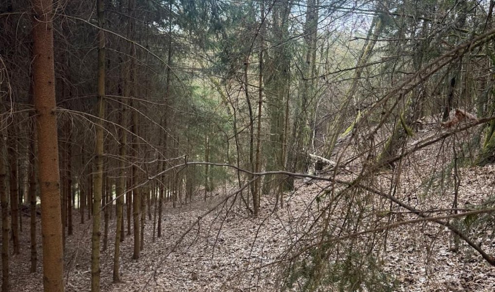 Prodej lesa 4 730 m², Suchovršice – náhled fotky 6
