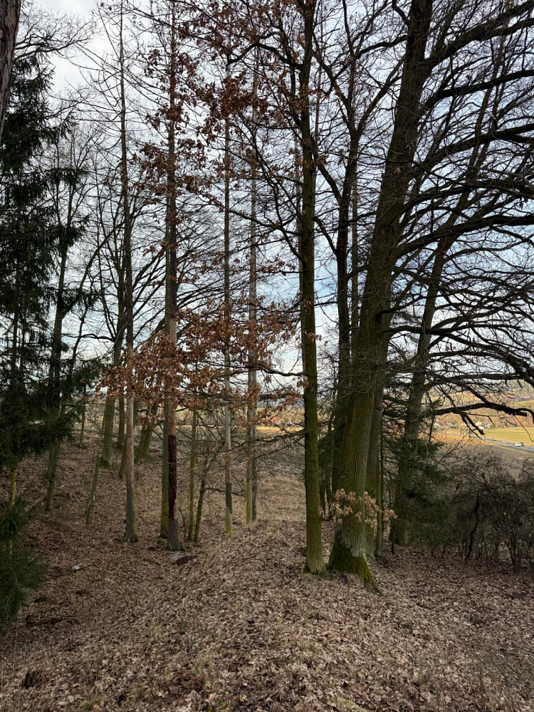 Prodej lesa 8 497 m² – fotografie 5