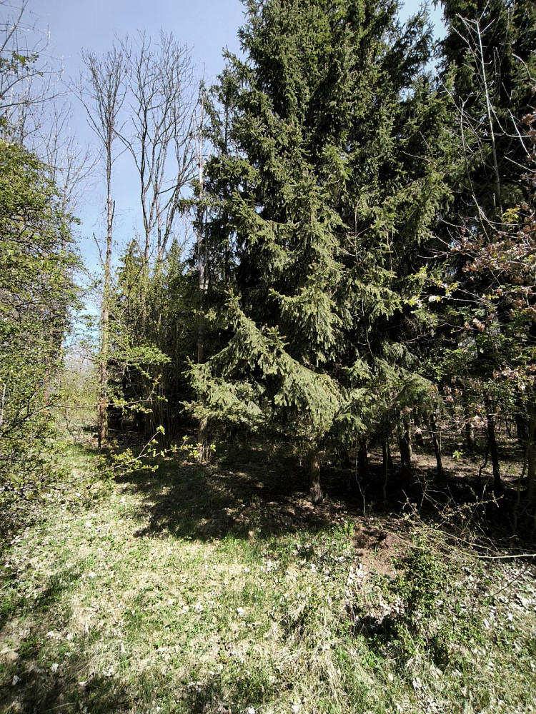 Prodej lesa 2 671 m² – pohled 2