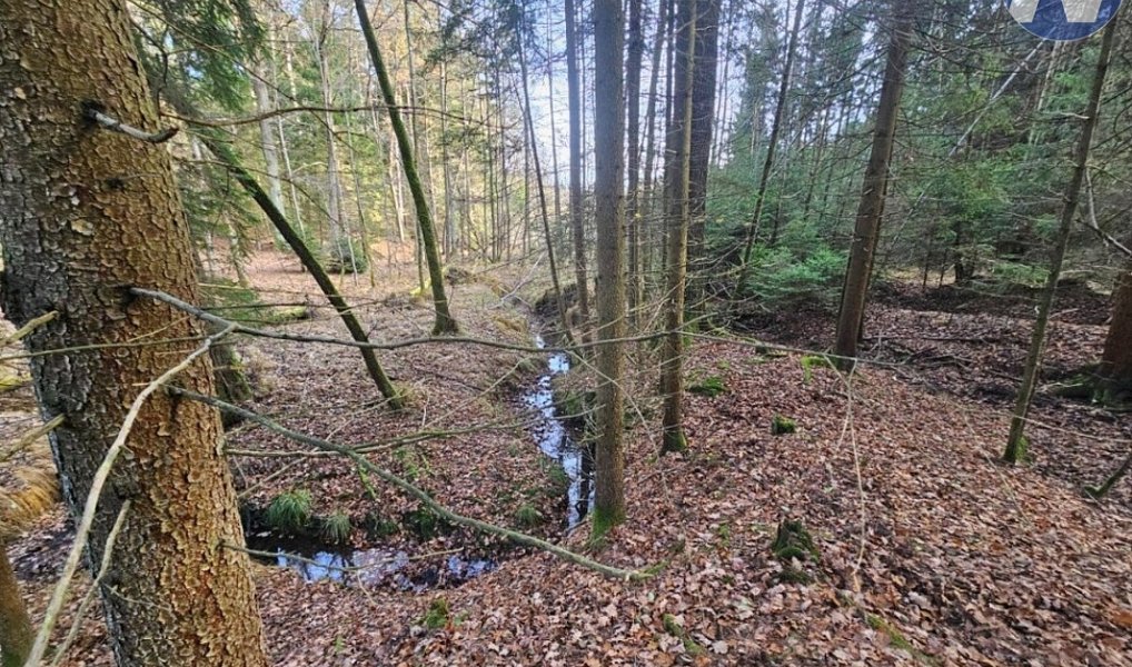 Prodej lesa 9 174 m², Borovany – náhled fotky 5
